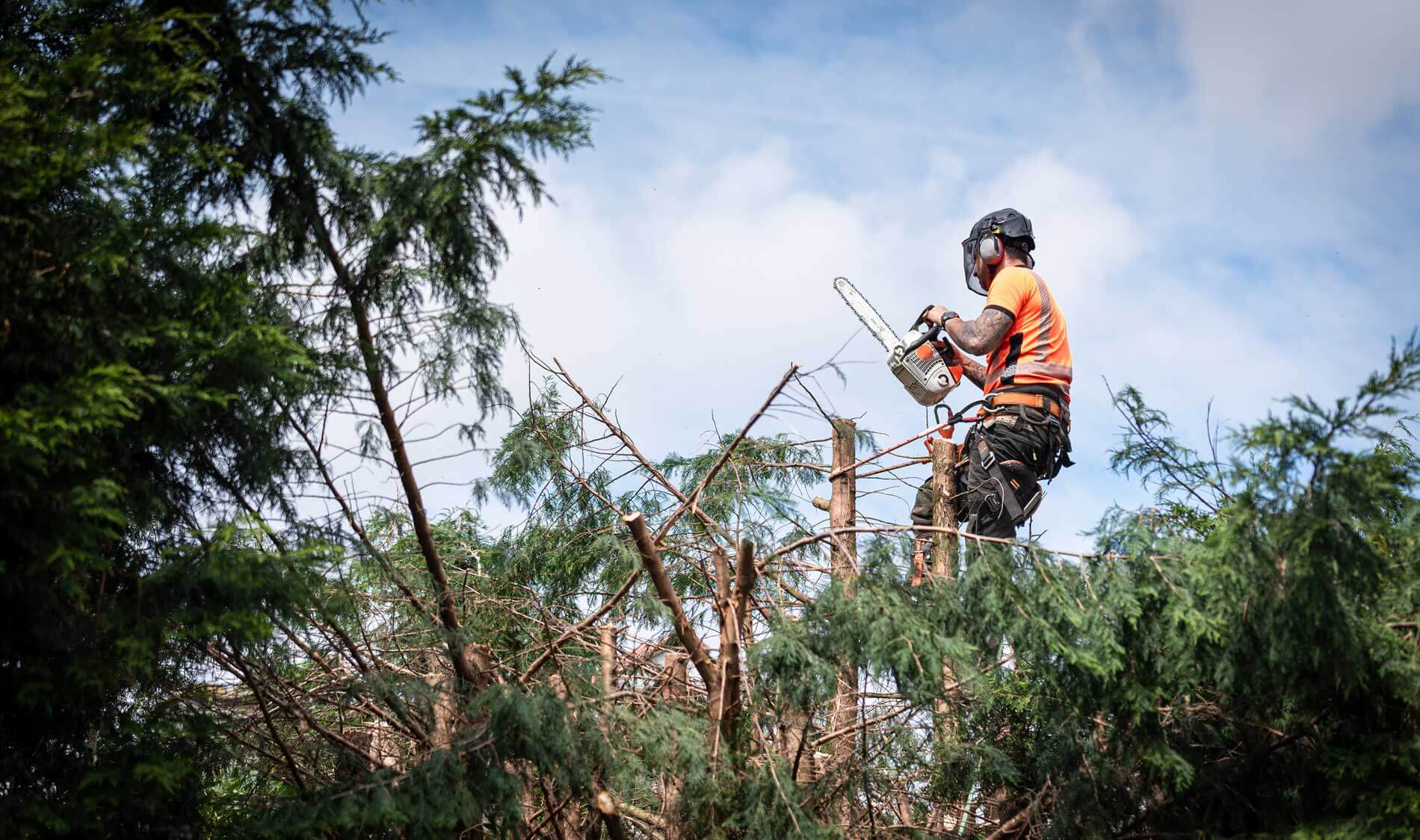 Tree Service