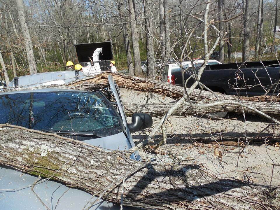 Tree Trimming 